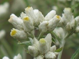 (Equisetum arvense), Arnika horská (Arnica montana), Alchemilka (Alchemilla), Cezmína ostrolistá (Ilex aquifolium), Kostihoj lekársky (Symphytum officinalis), Jesienka (Colchicum), Uhličitan vápenatý