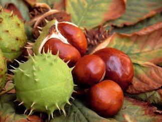 VENOXAN *FUNKCIA CIEV A ŽÍL* Zloženie: Pagaštan konský (Aesculus), Komonica lekárska (Melilotus officinalis), Ruta voňavá (Ruta spag.