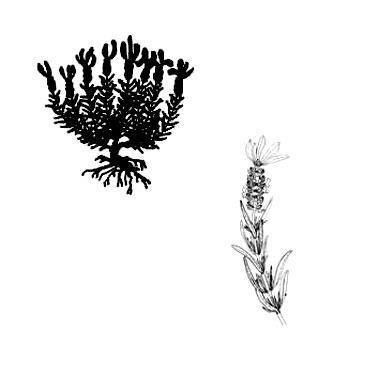jpg příloha č. 4: Levandule korunkatá (Lavandula stoechas) Zdroj: photolavande-5.jpg. The Lavender Museum.