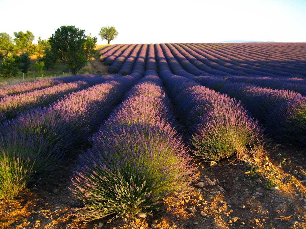 com/ příloha č. 6: Plateau de Valensole Zdroj: plateau_valensole13.jpg. Village de Valensole. [online].