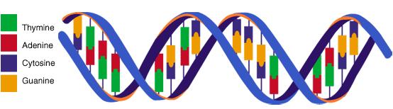 Dvojšpirála Dve komplementárne DNA reťazce tvoria veľmi