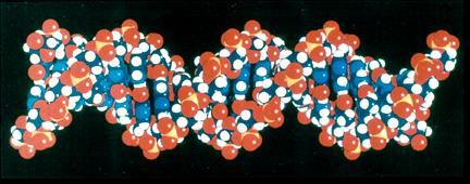Všetky bunky majú rovnakú DNA, ale tá istá knižnica génov je