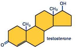 Lipidy