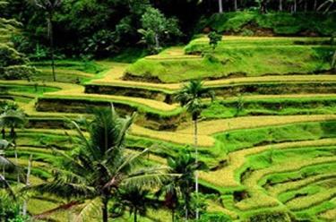 Navštívíte tradiční balijský dům, vodopád, opičí les a královský palác v Ubudu. Poslední zastávkou budou rýžová políčka Tegallalang.