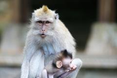 CO NAVŠTÍÍVIIT Opičí les v Ubudu Adresa: Jalan Monkey Forest, Padangtegal,