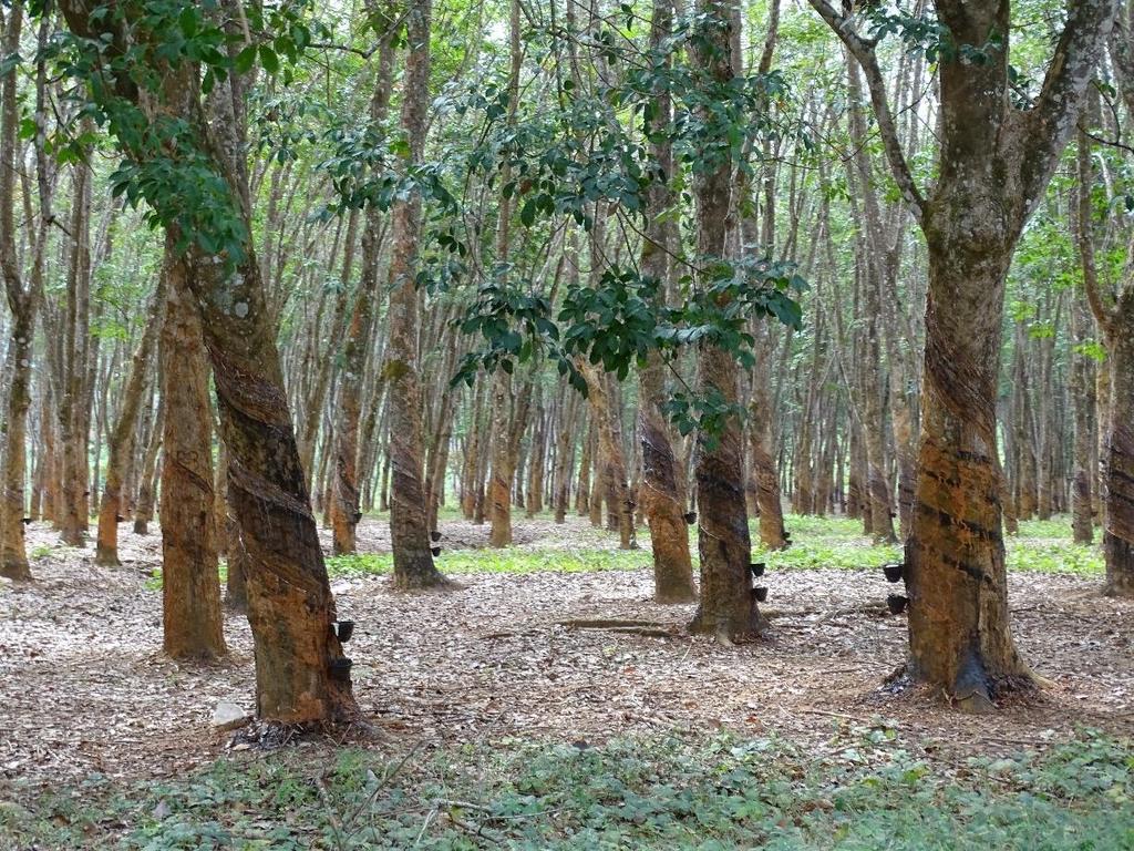 8. deň Cesta do Lilongwe pozdĺž jazera Malawi. Návšteva plantáží kaučukovníka (nákup kaučukových špecialít).