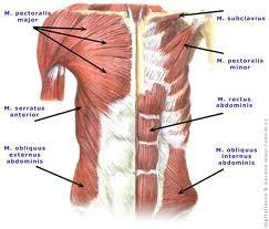 Hlavní svaly expirační Mm. intercostales interni Vedlejší expirační svaly břišní svaly m. rectus abdominis m.