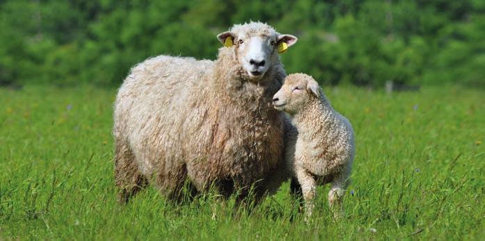 TÉMA: NÁKAZY ZVÍŘAT Znění kontrolovaného požadavku PPH 9/11 Jsou uváděny na trh ovce s vyhovujícím genotypem a jejich embrya a vajíčka doprovázena příslušným veterinárním osvědčením?