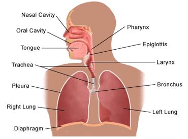 Dýchací cesty (vedou a upravují vdechovaný vzduch): Dutina nosní Nosohltan