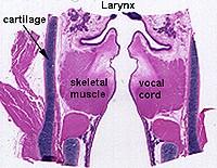 Larynx chrupavky: hyalinní (velké), elastické (malé) lumen: ventriculus laryngis (plicae vocales a plicae ventriculares) Sliznice