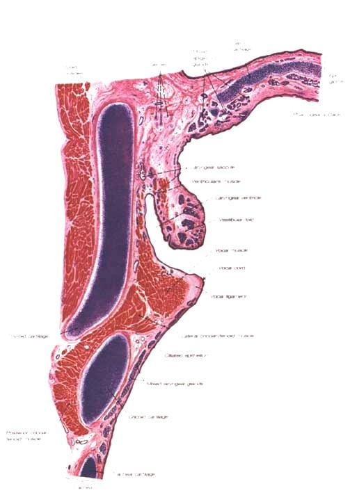 LARYNX Epiglottis