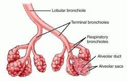 Respirační oddíl (transport dýchacích plynů): respirační bronchiolus ductus