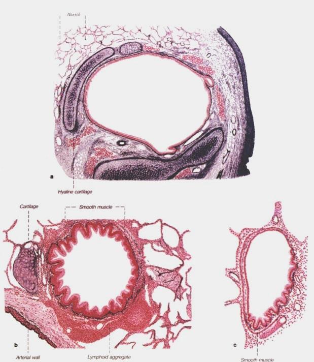 intrapulmonální bronchus