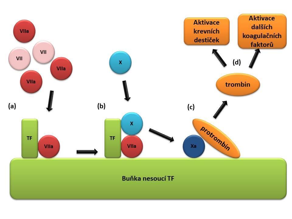 Faktor VII, vitamín K-dependetní serinová proteáza, je nejvýznamnějším aktivátorem hemokoagulace in vivo (Sullivan et al., 2013). V krvi se na rozdíl od ostatních faktorů vyskytuje i v aktivní formě.