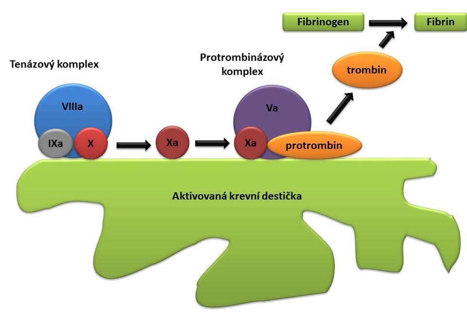Obrázek 2: Propagační fáze koagulace K sestavení tenázového komplexu dochází na povrchu aktivované krevní destičky. Tenázový komplex se skládá ze serinové proteázy FIXa, kofaktoru VIIIa a Faktoru X.