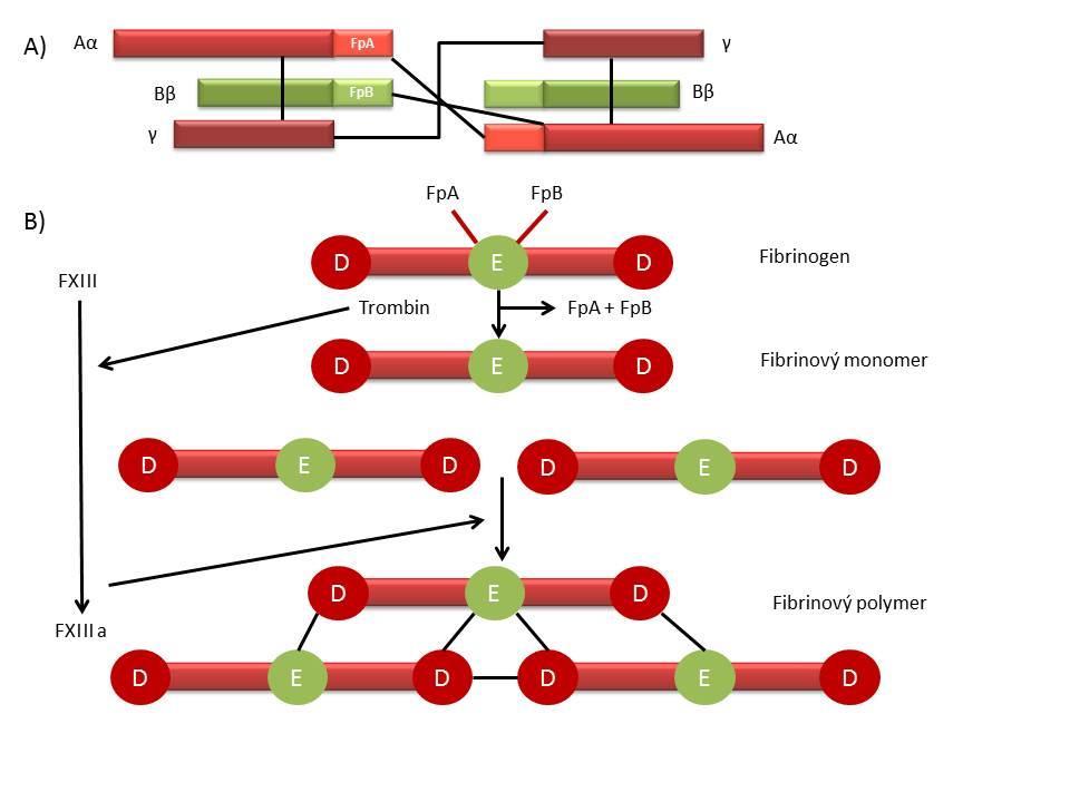 Obrázek 3: Struktura a tvorba fibrinového polymeru (A) Dimer fibrinogenu je tvořen doménami Aα, Bβ a γ. Fibrinogen je složený z dvou D domén a jedné centrální E domény (B).