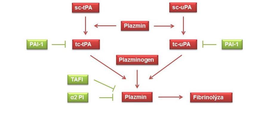 Obrázek 4: Schématické znázornění fibrinolýzy Plazmin je enzym s fibrinolytickou aktivitou, který štěpí fibrinové polymery na menší fragmenty.