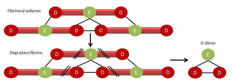 Nejvýznamnějšími inhibitory fibrinolýzy (zeleně) jsou PAI-1, který inhibuje oba plazminogen aktivátory a TAFI s α2pi inhibující přímo plazmin (převzato a upraveno podle Cesarman-Maus and Hajjar,