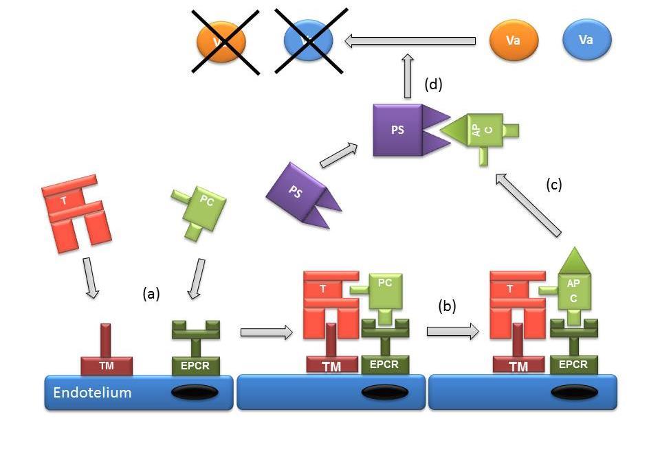 inaktivuje faktory Va a VIIIa. Protein C je pomocí vazby mezi na EPCR přibližován ke komplexu trombin-trombomodulin, čímž může docházet k jeho aktivaci.