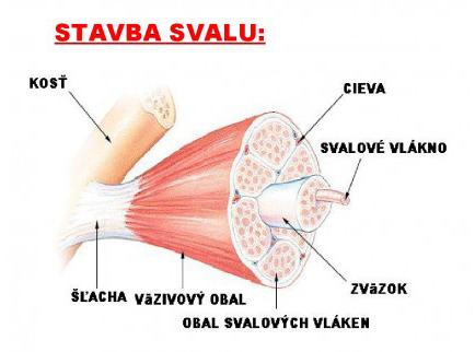 KATEGÓRIA D 6. 7. ročník základnej školy a 1. 2. ročník gymnázia s osemročným štúdiom 3 body 8. Prečítaj si pozorne nasledujúci text a odpovedz na otázky, ktoré s ním súvisia.