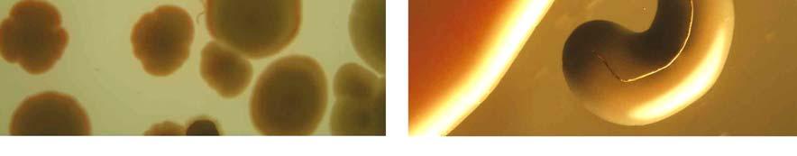 kus syntetické žíně o tloušťce cca 15 µm a délce cca 5 mm.