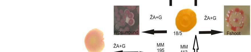 Šipka značí směr vývoje ve vztahu donor diferenciace nový diferencovaný fenotyp.