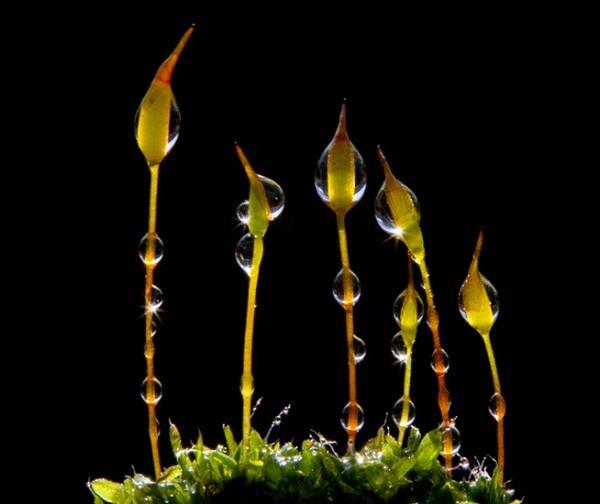 Mechorosty - heterogenní parafyletická skupina rostlin - tři samostatná monofyletická oddělení Marchantiophyta, Anthocerotophyta a
