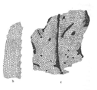 Fosilie mechorostů první nález řazený jednoznačně k mechorostům Pallaviciniites devonicus New York, dichotomické větvení, lupenitá játrovka,