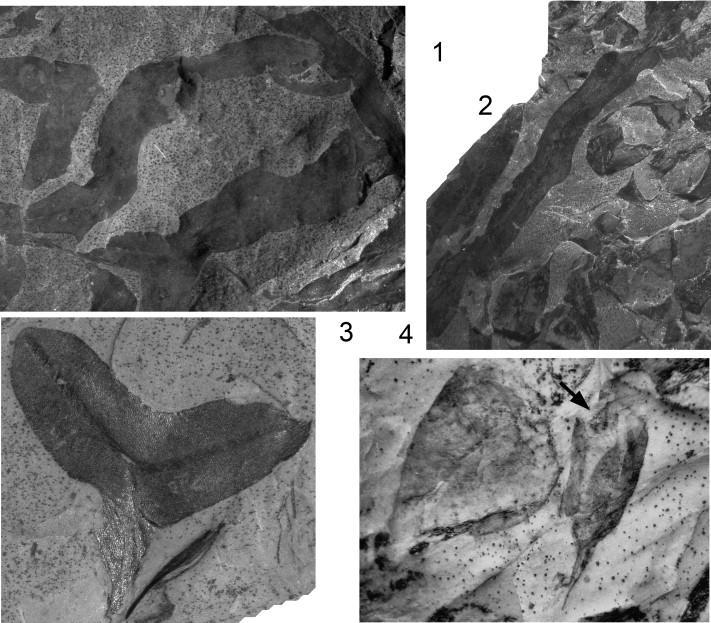 Earth's oldest liverworts Metzgeriothallus sharonae sp. nov. from the Middle Devonian (Givetian) of eastern New York, USA Hernick, L. V., Landing, E.