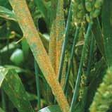 Metrafenone bráni vzniku infekčných hýf a klíčeniu spór na povrchu rastliny.