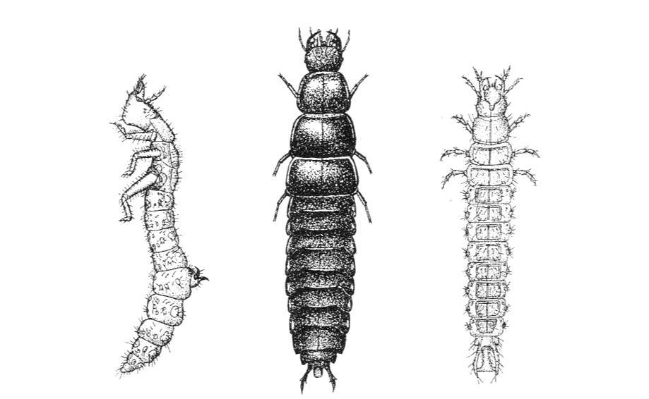 přichycení k podkladu a slouží jim jako opora při pohybu (obr. 3). Hůrka (1996) uvádí, že pro taxonomii je důležité u larev rozmístění smyslových set na zadečkových článcích.