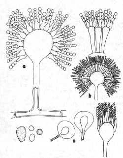 Aspergillus sp.