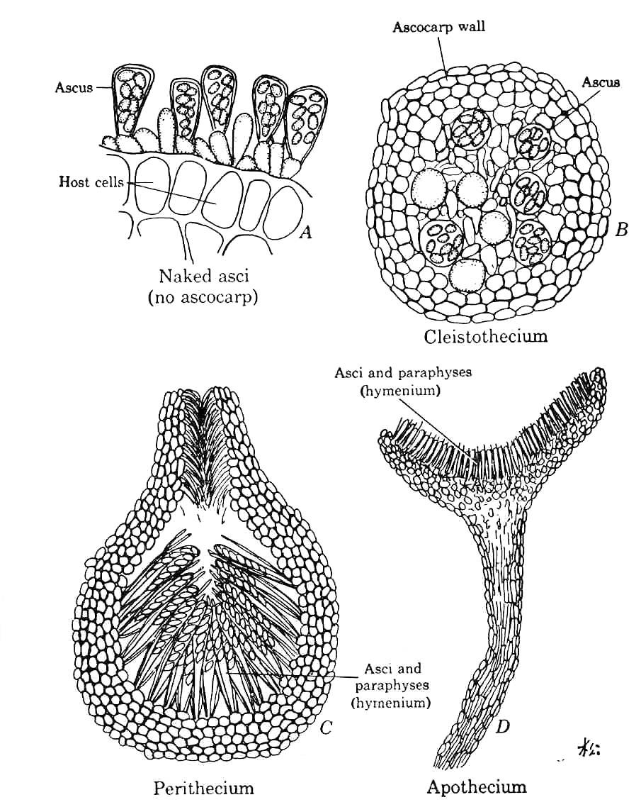 Taphrina