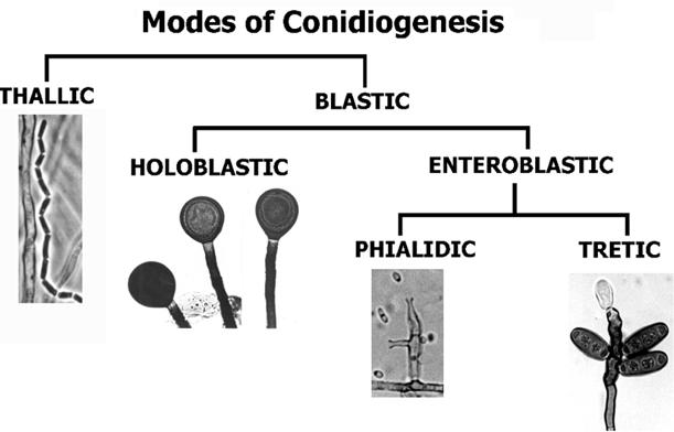 konidiogeneze thalická blastická