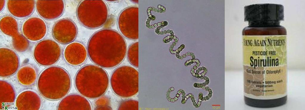 Mikroorganismy & (mikro)biotechnologie: Na co to je?