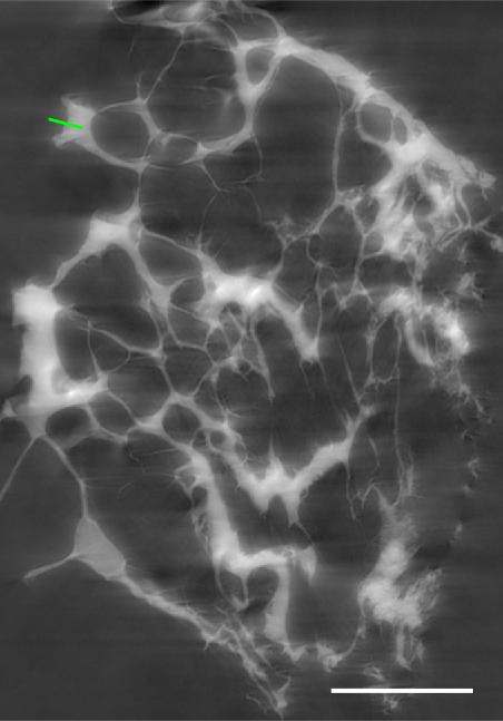 3.3. MĚŘENÍ δ/β = 100 δ/β = 300 δ/β = 1000 δ/β = 2800 Obrázek 3.