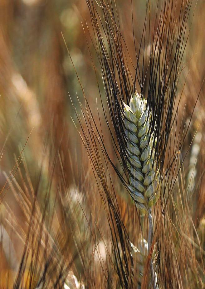 osivá / jeseň 217 / pšenica tvrdá - ozimná STRANA 19 PŠENICA TVRDÁ - OZIMNÁ (OSINATÁ) ELSADUR Získate kvalitu PŠENICA TVRDÁ - OZIMNÁ (OSINATÁ) LUNADUR Neporaziteľná vo výnose Je tvrdá ozimná pšenica