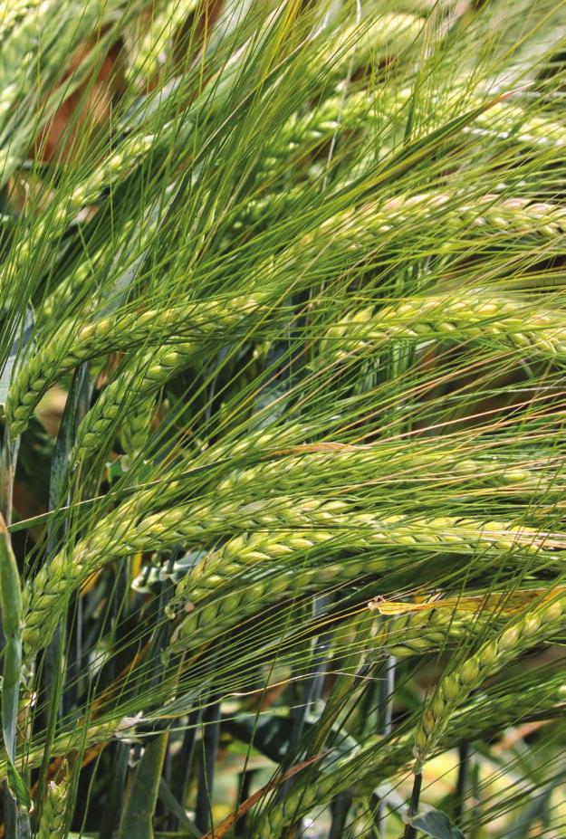 JAČMEŇ SIATY - OZIMNÝ SY LEOO Hybrid dáva vždy vyššiu úrodu NEW Mohutný koreňový systém hybridov zabezpečuje efektívny príjem vyššieho množstva vody a živín.