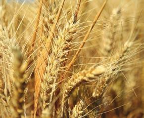 Odolnosť proti chorobám, proti múčnatke, fuzáriám aj proti hrdzi pšeničnej je dobrá. Odroda je vhodná na pestovanie v kukuričnej a repnej výrobnej oblasti.