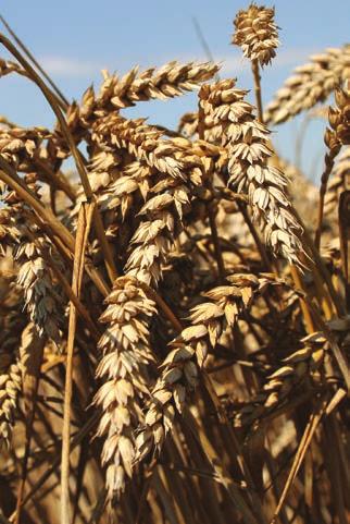 osivá / jeseň 217 / pšenica letná - ozimná STRANA 17 PŠENICA LETNÁ - OZIMNÁ (BEZOSINATÁ) TONNAGE.