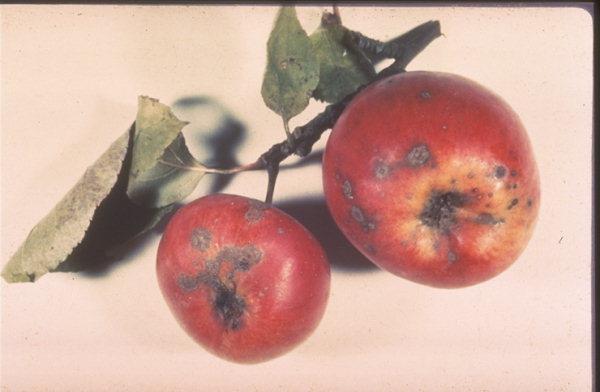 Venturia inaequalis (strupovitost jabloní, Ascomycotina) Phytophthora