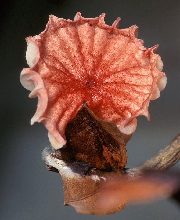 9. FAKULTATIVNĚ SAPROTROFNÍ HEMIBIOTROFOVÉ Zpočátku biotrofní, pak přecházející na nekrotrofní způsob výživy a nakonec se může vyskytovat i saprotrofní fáze Je možné je kultivovat v axenické kultuře