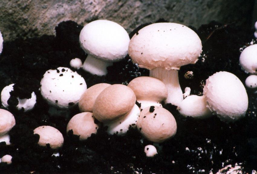 Agaricus (pečárky) jsou saprofytní houby ze skupiny Basidiomycota, které rostou