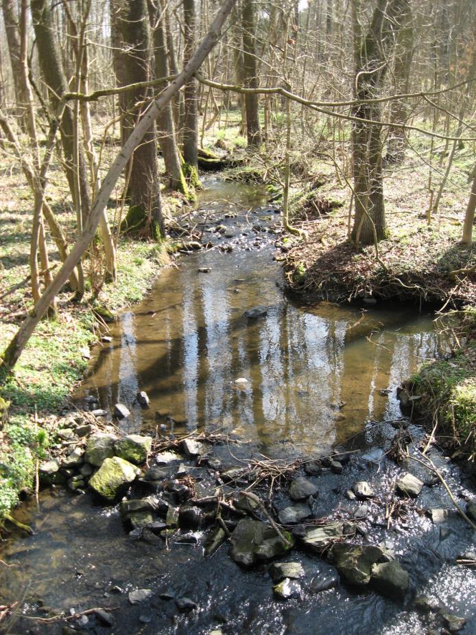 EVL Zlatý potok - střední ekologický stav (na hranici dobrého) - přírodě blízký hydromorfologický stav - 34 raků kamenáčů na sto kamenů - ve vodě neplňují limity