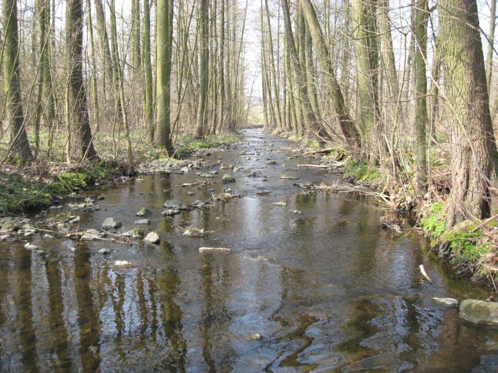 EVL Bradava - střední ekologický stav - slabě modifikovaný hydromorfologický stav - 16 raků kamenáčů na sto kamenů - rybník v povodí (1,8 km) - ve vodě