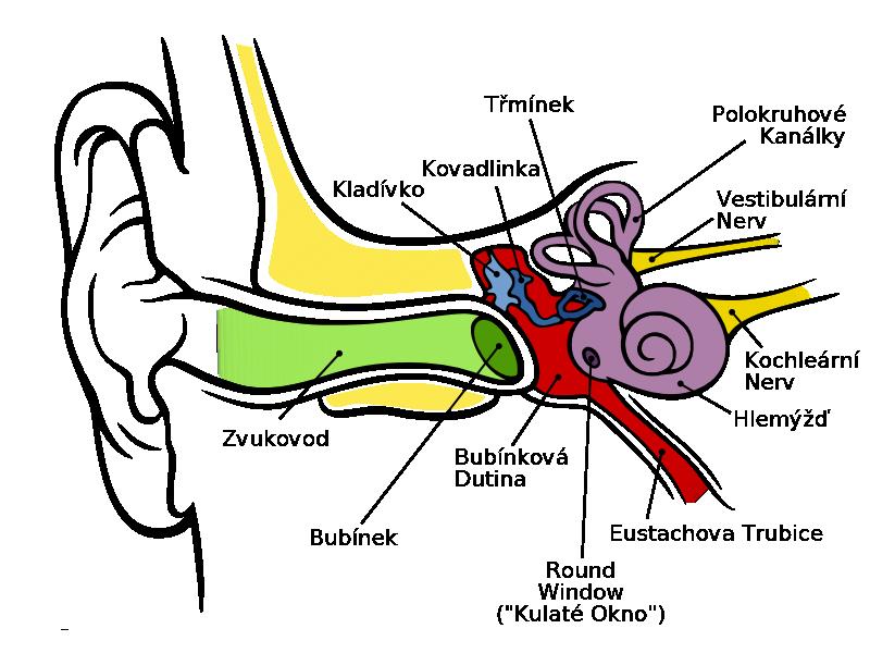 Sluchové