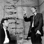 Rok 1953 James WATSON Francis CRICK Popísaná dvojzávitnica molekuly deoxyribonukleovej