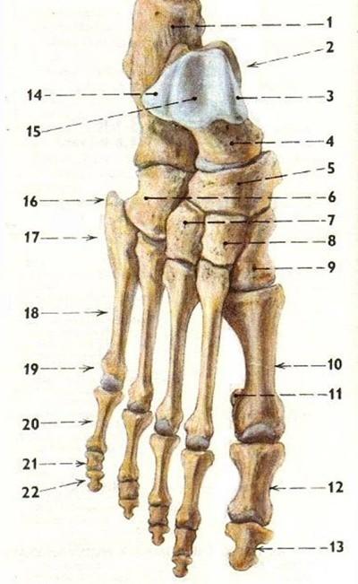 cuboideum) se na proximální straně spojuje s kostí patní a na distální straně se spojuje s čtvrtým a pátým metatarzem.