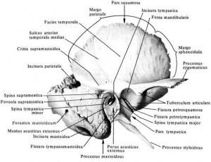 k pars petrosa a pars squamosa ohraničuje z větší části zevní zvukovod incisura