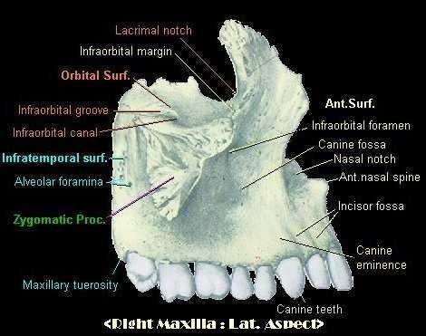 canalis infraorbitalis foramen infraorbitalis b) facies infratemporalis